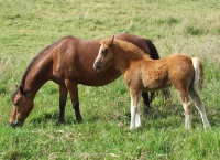 Foals 2009